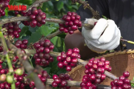 [Video] Giá cà-phê duy trì mức bình ổn
