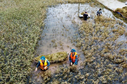 Cánh đồng lúa ven sông Bùi ở huyện Chương Mỹ bị ngập sâu từ 0,6-1,2 m, nhiều ngày nay lực lượng quân đội cùng bà con nông dân lội nước tới ngang bụng gặt lúa.