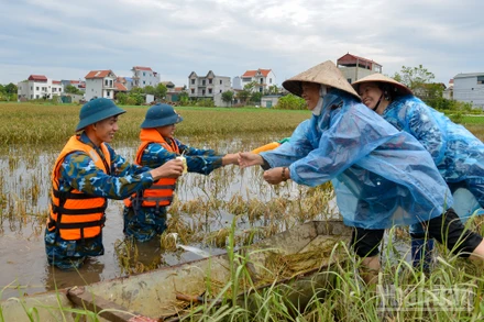 Cứu lúa ngập (Ảnh minh họa: THẾ ĐẠI)