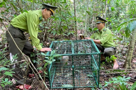Cán bộ Hạt Kiểm lâm huyện Nam Đông trong lần đưa động vật hoang dã trở lại rừng.