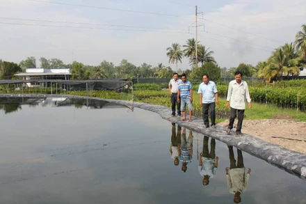Người dân huyện Chợ Lách (tỉnh Bến Tre) đào ao, trữ nước ngọt phục vụ sản xuất trong mùa hạn mặn. (Ảnh: HOÀNG TRUNG)