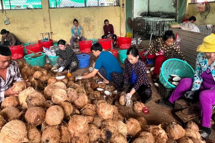 Sơ chế dừa nguyên liệu tại Hợp tác xã nông nghiệp Thới Thạnh (huyện Thạnh Phú, tỉnh Bến Tre).
