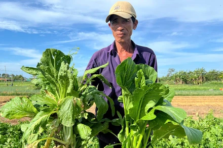 Gia đình ông Trần Văn Nâu, ngụ xã Tân Thủy (huyện Ba Tri, tỉnh Bến Tre) phải nhổ bỏ rau quá lứa vì bán không ai mua. (Ảnh: HOÀNG TRUNG)