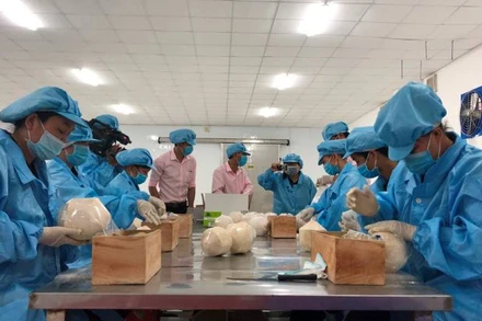 Sơ chế dừa tươi xuất khẩu tại Bến Tre.