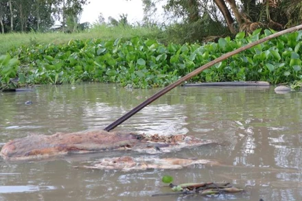 Ba thanh niên mất tích khi tắm sông tại Bến Tre. (Ảnh minh họa)