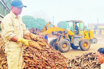 Công nhân Nhà máy sắn Văn Yên kiểm tra chất lượng củ trước khi chế biến.