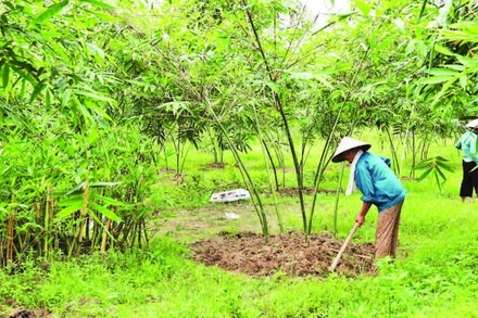 Hội viên chăm sóc cây măng lục trúc tại Hợp tác xã Măng lục trúc lâm sinh Ngọc Châu.