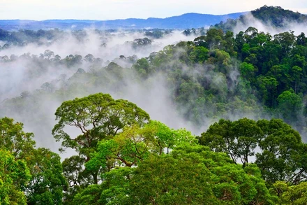 Công viên quốc gia Ulu Temburong, Brunei. Ảnh: wikipedia