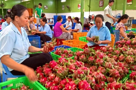 Trái cây Việt Nam có nhiều cơ hội xuất khẩu sang thị trường Bắc Âu. 