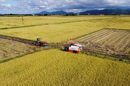 Mô hình cánh đồng mẫu thực hiện chương trình giảm lượng giống gieo sạ, ứng dụng cơ giới hóa vào sản xuất của HTX Nông nghiệp, kinh doanh, dịch vụ Hòa Phong, huyện Tây Hòa, Phú Yên.