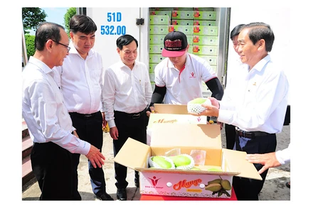 Xoài tượng da xanh đóng gói xuất khẩu sang Australia và Hoa Kỳ.