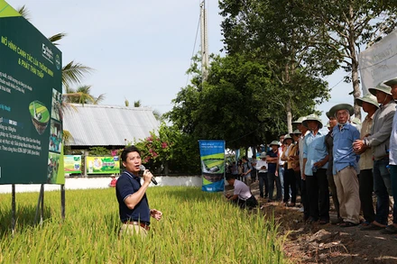 Nhà khoa học và nhà nông tham quan mô hình canh tác lúa thông minh.