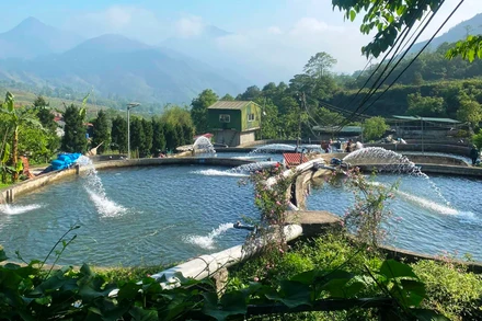 Nhiều cơ sở nuôi cá hồi, cá tầm ở Sa Pa bị thiệt hại do nắng nóng gay gắt và thiếu nước. (Ảnh: TL)