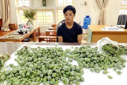Công an thị xã Sa Pa bắt giữ Lý A Giảng cùng 8,1 kg cành và quả cây thuốc phiện trong nhà. (Ảnh: TUẤN NGUYỄN)