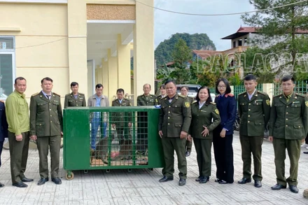 Trung tâm Cứu hộ, Bảo tồn và Phát triển sinh vật Hoàng Liên (Lào Cai) và Hạt Kiểm lâm huyện Thạch An (Cao Bằng) làm thủ tục bàn giao, tiếp nhận các cá thể chuột túi. (Ảnh: TL) 