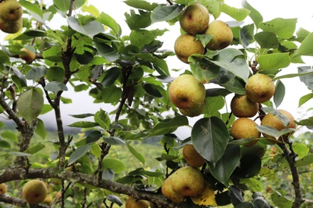 Ngày 28/6 sẽ diễn ra Lễ hội hái lê chín ở xã vùng cao Nậm Pung- Lào Cai. (Ảnh: QUỐC HỒNG)