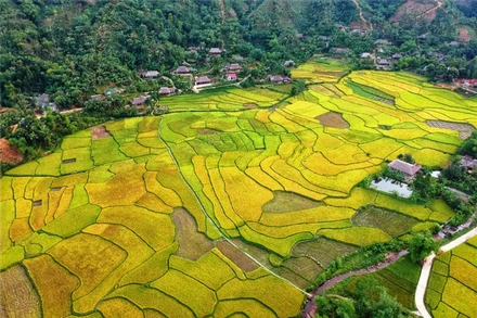 Sắc màu Nghĩa Đô (Bảo Yên-Lào Cai) mùa lúa chín. (Ảnh: TL)