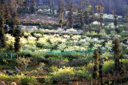 Mận Tam Hoa nở trắng núi đồi cao nguyên Bắc Hà-Lào Cai. (Ảnh: QUỐC HỒNG)