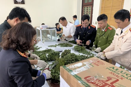 Cơ quan chức năng giám định quả và cành cây thuốc phiện bị bắt giữ. (Ảnh: THANH TUẤN)