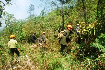 Chủ động khoanh vùng, phát đường băng cản lửa để phòng, chống cháy rừng khi gió nóng Ô Quý Hồ xuất hiện. (Ảnh: QUỐC HỒNG)