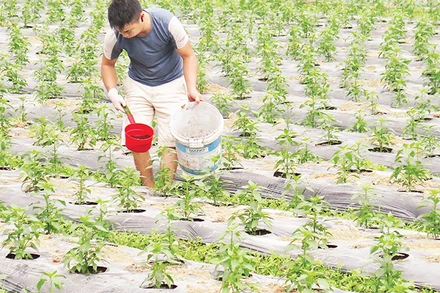 Người dân ở thôn Hợp Nhất, Nhân Lý, Chi Lăng (Lạng Sơn) chăm sóc cây ớt vụ xuân. 