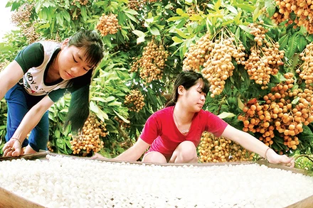 Chế biến long nhãn ở thành phố Hưng Yên. 
