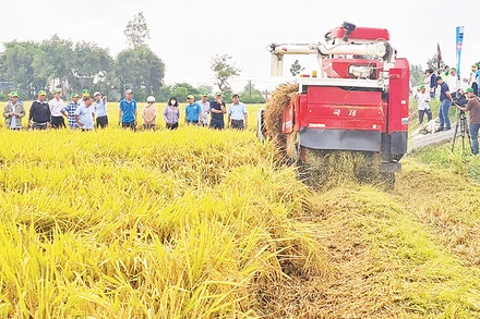 Thu hoạch lúa canh tác theo mô hình sản xuất thông minh ở xã Vị Trung, huyện Vị Thủy, tỉnh Hậu Giang. (Ảnh Phùng Dũng) 