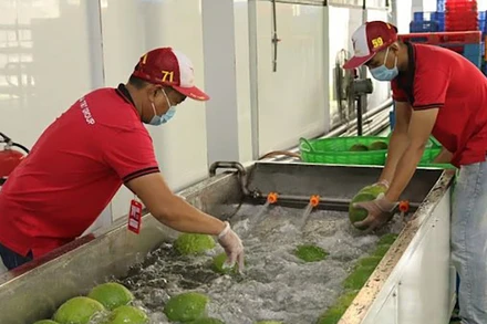 Sơ chế bưởi phục vụ xuất khẩu tại Công ty Vina T&T Group. (Ảnh Minh Hà) 