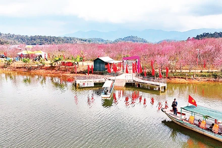 Khách du lịch tham quan đảo hoa anh đào tại hồ Pá Khoang, thành phố Ðiện Biên Phủ. (Ảnh Phan Thành - Fanpage "Du lịch Ðiện Biên cùng thổ địa") 