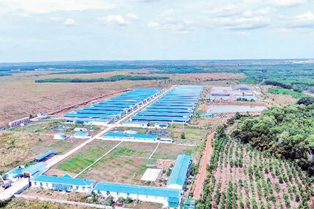 Trang trại chăn nuôi heo tại huyện Lộc Ninh, tỉnh Bình Phước. 