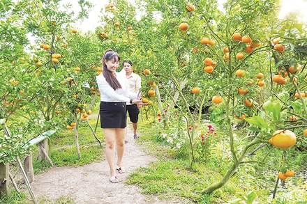 Du khách tham quan một vườn quýt hồng ở Lai Vung. 