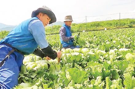 Người dân huyện Phong Thổ (Lai Châu) thu hoạch rau tại Nhật Bản. 