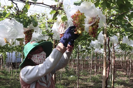 Mô hình liên kết sản xuất giống nho mới NH 01-152 theo tiêu chuẩn VietGAP của thành viên hợp tác xã dịch vụ tổng hợp nông nghiệp Thái An, xã Vĩnh Hải, huyện Ninh Hải, tỉnh Ninh Thuận. (Ảnh TTXVN) 