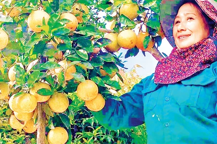 Người dân xã Quang Thọ, huyện Vũ Quang thu hoạch cam. 