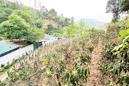 Một khoảng đồi trồng kín cây mộc hương được quây lưới thép cố ý trục lợi chính sách. (Ảnh PHƯƠNG THẢO) 