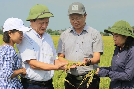 Kiểm tra sự sinh trưởng, phát triển của lúa sản xuất theo tiêu chuẩn hữu cơ tại tỉnh Hà Tĩnh. (Ảnh NGUYỄN HỮU NGỌC) 