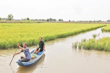 Mô hình thích ứng biến đổi khí hậu mang lại hiệu quả cao cho thành viên Hợp tác xã lúa-tôm Thạnh Phú (Bến Tre). 
