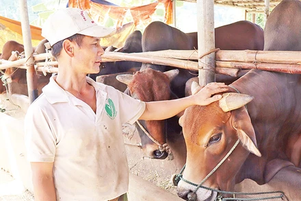 Mô hình nuôi bò thịt vỗ béo của gia đình ông Phùng Quang Mai mang lại thu nhập hơn 200 triệu đồng/năm. 