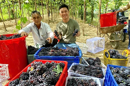 Anh Lê Trung Thu, ở phường Mỹ Bình, thành phố Phan Rang-Tháp Chàm liên kết với nông dân trồng giống nho Shiaraz tạo nguồn nguyên liệu sản xuất rượu vang nho. 
