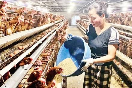 Nguồn vốn tín dụng giúp nông dân xã Toàn Thắng, huyện Kim Ðộng, tỉnh Hưng Yên phát triển sản xuất chăn nuôi gà. 