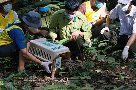 Cán bộ Trung tâm cứu hộ Cúc Phương thả động vật hoang dã về tự nhiên. 