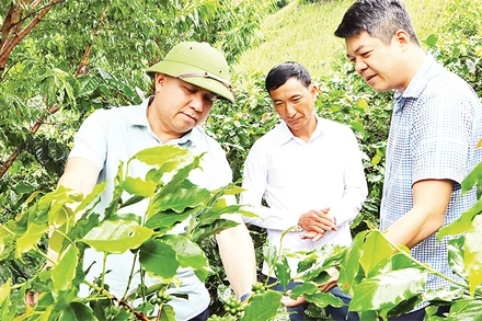 Lãnh đạo UBND tỉnh Ðiện Biên và huyện Tuần Giáo kiểm tra tiến độ sinh trưởng cây cà-phê trồng theo mô hình liên kết tại huyện Tuần Giáo. 