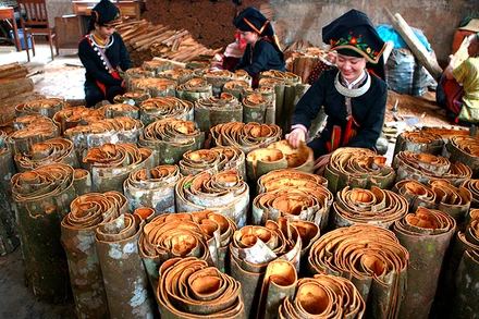 Ðồng bào Dao huyện Văn Yên, tỉnh Yên Bái thu hoạch quế. 