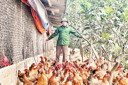 Anh Ðoàn Văn Thanh chăm sóc đàn gà đến ngày chuẩn bị xuất chuồng. 