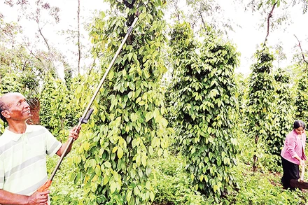 Người dân xã Tân Hội, huyện Ðức Trọng, tỉnh Lâm Ðồng chăm sóc cây hồ tiêu. (Ảnh TRẦN VIỆT) 