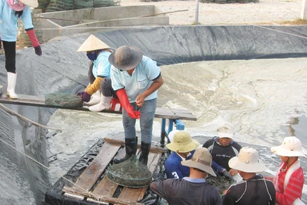 Mô hình nuôi tôm công nghệ cao ở Phú Yên. 