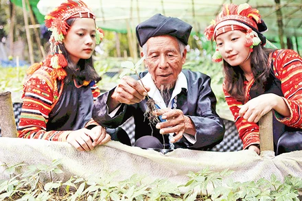 Lai Châu phát triển được hơn 11.000 ha cây dược liệu. 