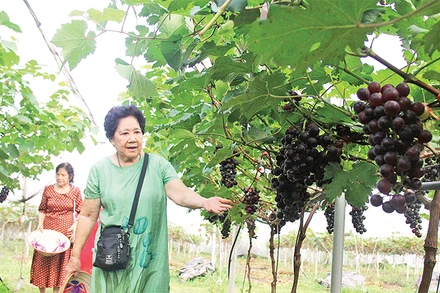 Du khách tham quan vườn nho Hạ Ðen của gia đình chị Giáp Thị Tuyền. 