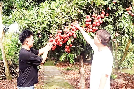 Nông dân xã Phan Sào Nam trồng vải trứng cho thu nhập cao. 