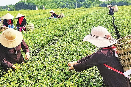 Du khách trải nghiệm hái chè tại huyện Hải Hà. 